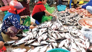 Overview early morning fresh fish market  Local Lifestyle Cambodia [upl. by Enomrej]