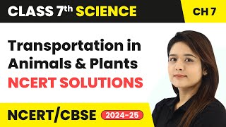 Transportation in Animals and Plants  NCERT Solutions  Class 7 Science Chapter 7  CBSE 202425 [upl. by Wiggins]