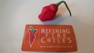 The quotTrinidad Cherry Pepperquot a Pod Review for Refining Fire Chiles [upl. by Nickie]