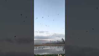 Huge flocks of ducks swarm our blind birdhunting conservation gundog [upl. by Meldoh]