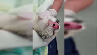 Unbelievable Removal of Cuterebra From a Kittens Nose [upl. by Ecirtemed]