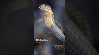 La gran cobra real la serpiente venenosa más grande serpientes snake sabiasque veneno [upl. by Anotyal97]