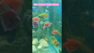 Why color fish died  Fish Aquarium  PaSHaSaHaaB viralvideo aquarium 2024 foryou shorts for [upl. by Hube]