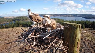 Kielder Ospreys Live Stream Nest 7 [upl. by Gnal]