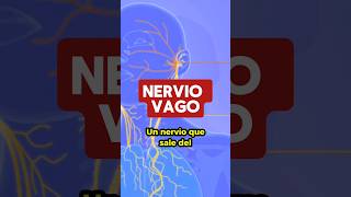 ¿Qué es el nervio vago salud nerviovago digestion sintomas cerebro intestinos [upl. by Salena]