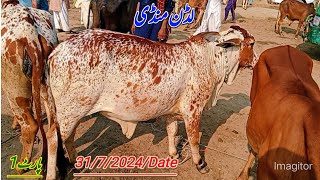 Ludan Mandi Punjab ki famous mandi Heavyweight Color Print Bacharia Online mandi Visit kary [upl. by Enahs]