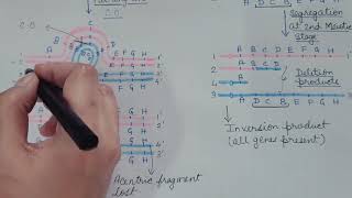 INVERSION Chromosomal Aberration Part 2 Genetics [upl. by Anjela6]