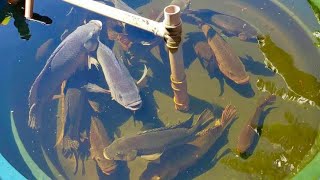 Sistema casero para criar TILAPIA en casa  Como criar tilapia en casa introducción  cría mojarra [upl. by Nawuj]