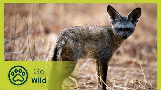 Namibias Bat Eared Foxes Survivalists of the Desert  Go Wild [upl. by Hubing]