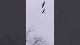 PreDawn Flight of a Sandhill Crane Couple on a Cloudy Morning 111624 [upl. by Narine]