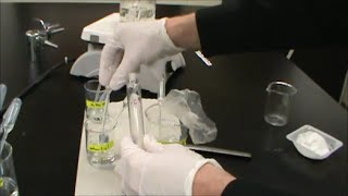 Esterification Synthesis Lab  Banana Wintergreen Flowers [upl. by Weinberg164]