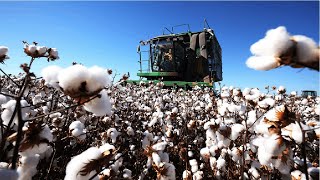 How Cotton Processing in Factory Cotton Cultivation  Cotton Farming and Harvest [upl. by Keegan]