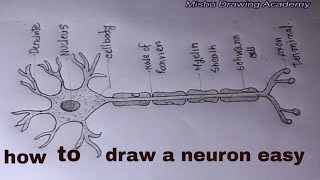 How TO Draw neuron cell easydraw nervous system easy [upl. by Hertha917]