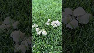 What I have Mushrooms In My Lawn What to do [upl. by Jaffe]