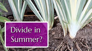 Divide These 3 Perennials in Summer for Free Plants [upl. by Niveek123]