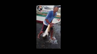 Amazing 26 kg Fresh cobia Rachycentron canadumo Pandawan huli Ng mangingisda [upl. by Garfield]