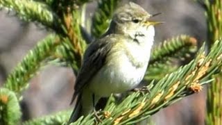 Gesang des Zilpzalp  Chiffchaff  Vogelstimmen Ruf Singvögel [upl. by Wira]