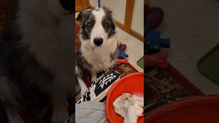 quotWhat are you doing to my toysquot starring Zoey the Border Collie bordercollie [upl. by Trudie]