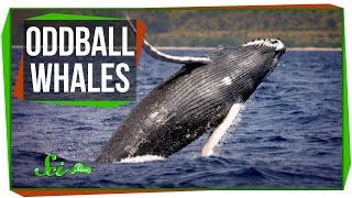 The Worlds Most Abundant Mineral and Oddball Whales [upl. by Nordna]