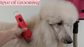 Unboxing reviewing and trying the new Wahl KM Cordless 2 Speed Animal Clipper on a Standard Poodle [upl. by Trygve241]