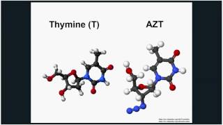 Introduction to HIV Evolution [upl. by Ronni187]