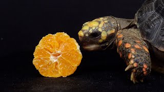 귤 거북이 먹방 풋  ASMR  tangerine TORTOISE EATING FOOT [upl. by Rednazxela]