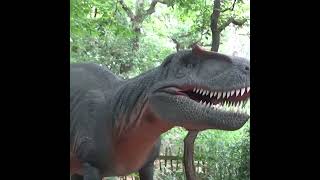 Allosaurus at World of Dinosaurs paradisewildlifepark allosauurs jurassicworld jurassicpark [upl. by Enyamrahs]