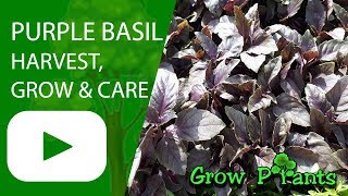 Purple basil  grow amp care Ocimum basilicum [upl. by Friederike]