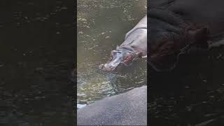 Hippopotamus in Water 🦛🦛🛁🛁🚿 hippopotamus hippo hippopotame waterrelaxation bannerghattazoo zoo [upl. by Olds]