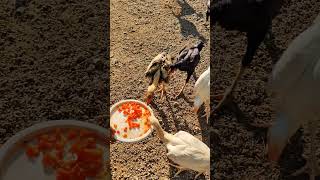 jaathi kolla pempakam veyalsina daana food for breed hens viral yt ytshorts chicken rooster [upl. by Alihet223]