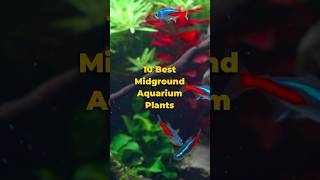 10 Best Midground Aquarium Plants 🌱🐠 shorts [upl. by Netta603]