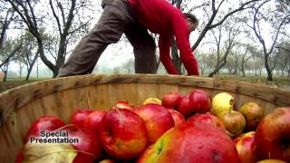 Volunteer Gleaners Help a Local Apple Grower [upl. by Ewart]