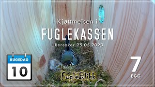 Direktesending fra fuglekassenLive Bird nest box Cam  Norway [upl. by Yralih]