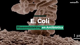 E Coli – Blaasontsteking en Antibiotica [upl. by Migeon484]