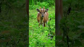 Muntiacus muntjak in rain forest wildlife animals nature jungle nationalpark [upl. by Ben]