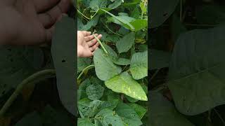 Cowpea Farming 🧺 musicnaturefarmingyoutubeyoutubeshortsshorts [upl. by Kinson]