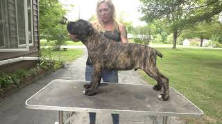 Cane Corso A Day in the Life [upl. by Waverly]