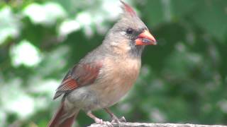 Northern Cardinal Birds of Indiana USA [upl. by Henson]