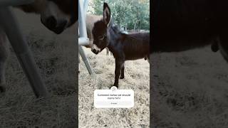 Our New Baby Donkey is so cute babyanimal cute farmanimals animals farm babyanimal [upl. by Dlared]