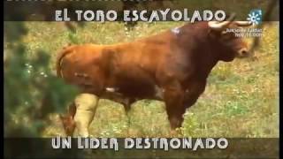 El Toro Escayolado Un Líder Destronado [upl. by Eula28]