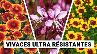 8 Plantes VIVACES Faciles  Longue Floraison [upl. by Kaitlin]