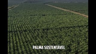 Produção de Palma Sustentável no Brasil [upl. by Enaamuj]