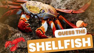 “Marine Mysteries Unveiling Shellfish Crustaceans and More” guesswhat shellfish aquarius sea [upl. by Aicnelav]