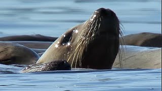 Orcas Attack Sea lion  Natures Great Events  BBC Earth [upl. by Whitcomb]