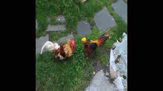 golden pheasant vs rooster [upl. by Roselba]