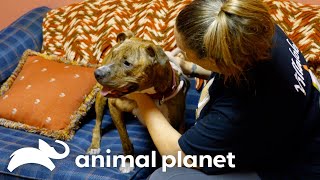 The Inspiring Rescue Story of Cairo the Beloved Dog  Pit Bulls and Parolees  Animal Planet [upl. by Haberman231]