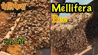 Bee Farming  Mellifera Bee  मेलिफेरा मौरी र महका चाका  Information about melifira bee2024 viral [upl. by Noiek188]