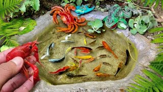 wow‼️catch bettafish koi fish channa black ghost manfish and millions of other animals [upl. by Lightfoot]