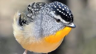 Spotted Pardalotes nesting – Three nests compared captivating closeups and vocalisations [upl. by Eaver]