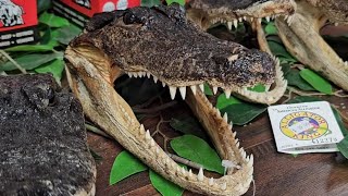 Alligator head for sale 🐊 [upl. by Ylreveb887]